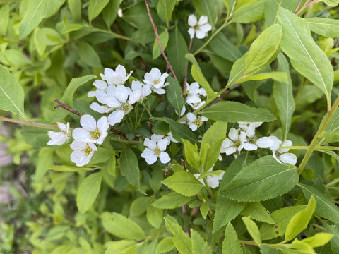 珍珠绣线菊