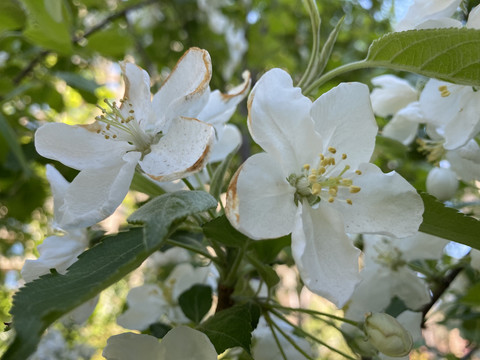 山荆子花