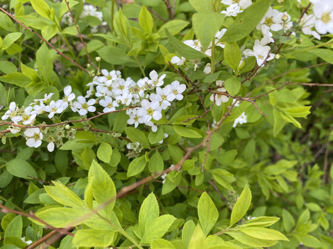 珍珠绣线菊