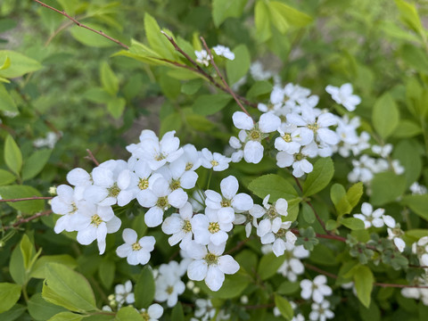 珍珠绣线菊