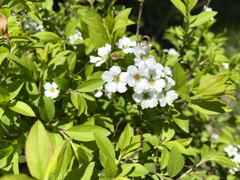 珍珠绣线菊