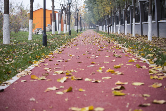 公园道路