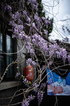 紫藤花开窗前