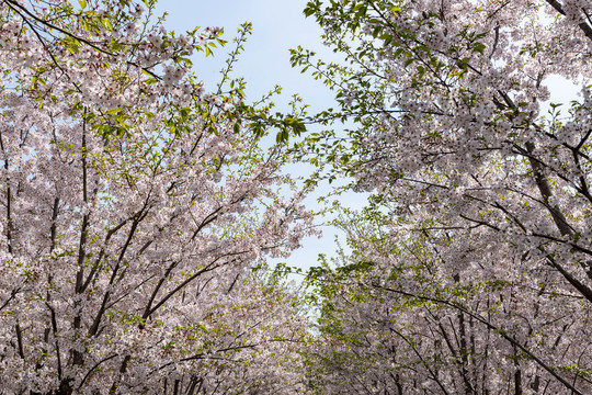 樱花树