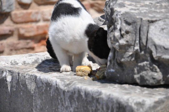 废墟里觅食小猫咪