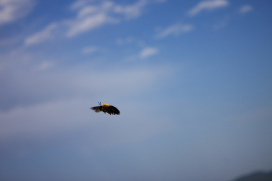 黑大蜜蜂