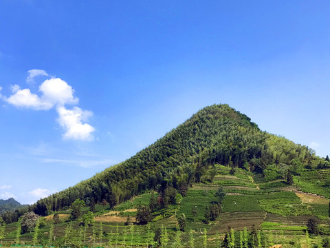 茶山与竹山