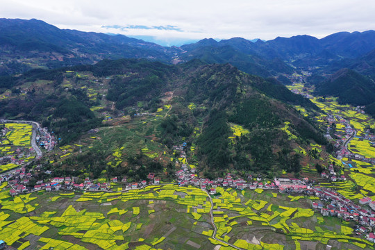 安康油菜花