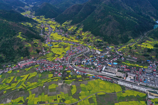 安康油菜花