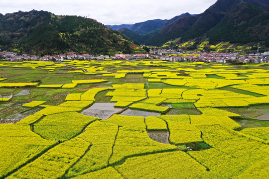 安康油菜花