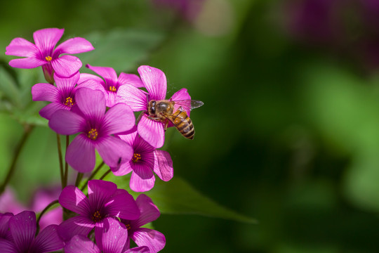 蜜蜂