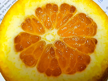 鲜橙切面