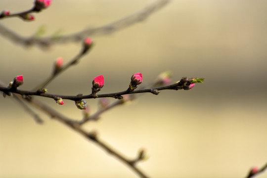 春天的花