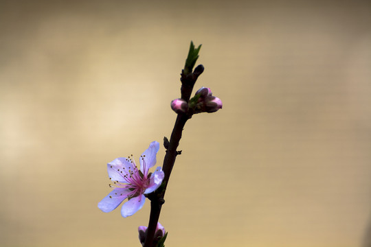 春天的花