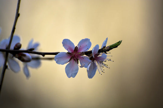 春天的花