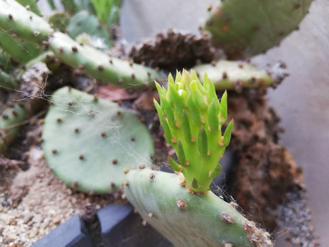 仙人掌花