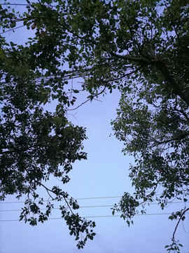 枝叶树叶剪影
