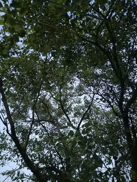 枝叶树叶剪影