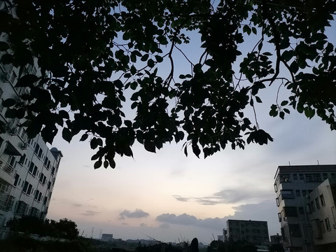 植物枝叶背景剪影