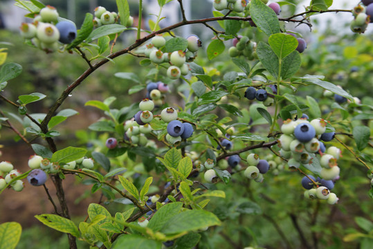 蓝莓园蓝莓果