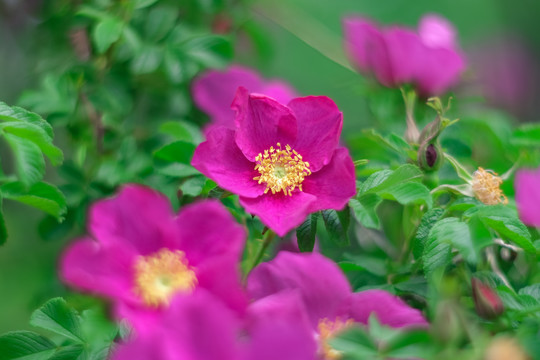初夏盛开的红色野玫瑰花