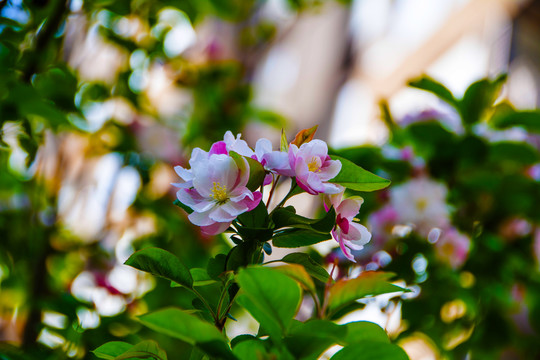 三朵西府海棠花与树叶