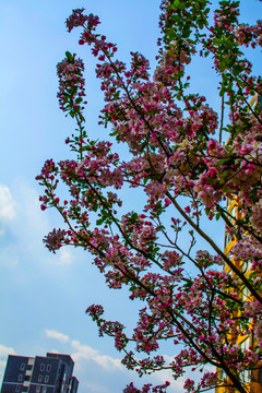 一侧盛开着西府海棠花的树枝