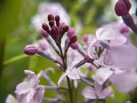 丁香花