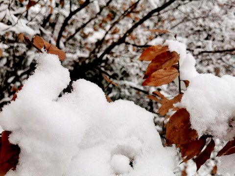 白雪皑皑