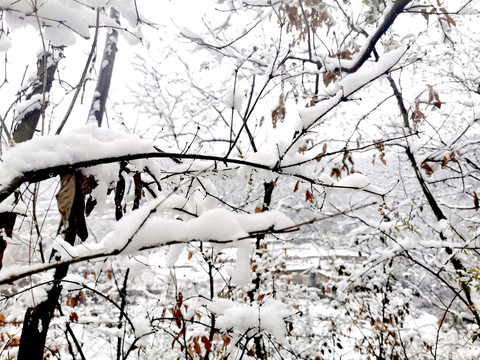 雪林