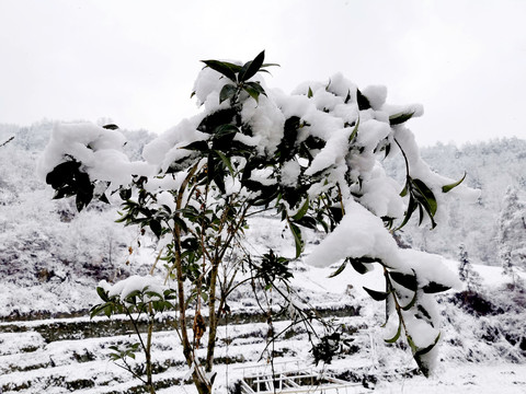 白雪皑皑