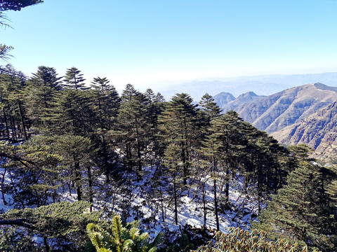 雪松