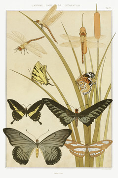 Verneuil装饰艺术设计蝴蝶图案