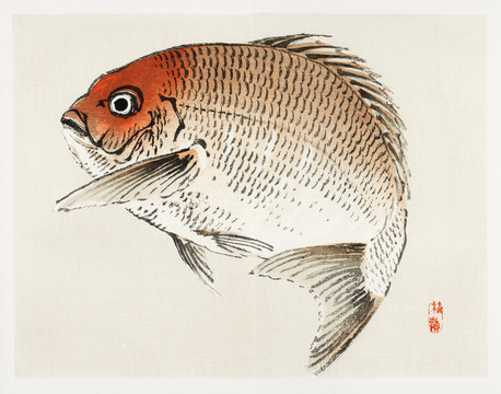 幸野楳嶺红鲷鱼