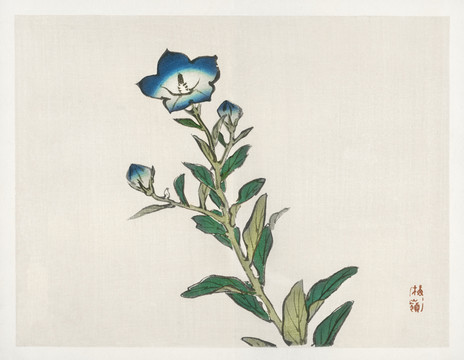 幸野楳嶺牵牛花