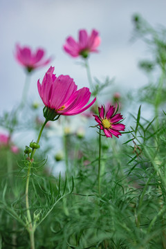 红色格桑花