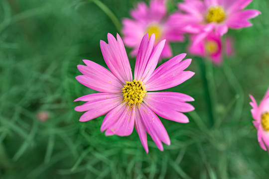 一朵格桑花