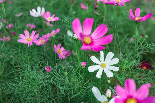 格桑花花海