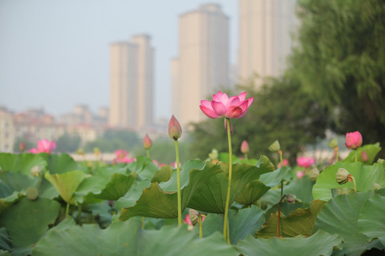 荷花