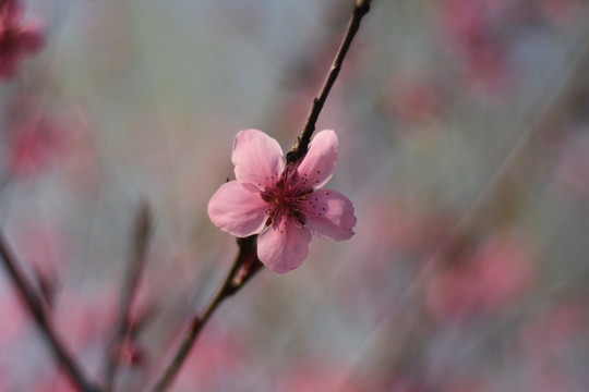 樱花多多