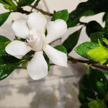 一朵栀子花