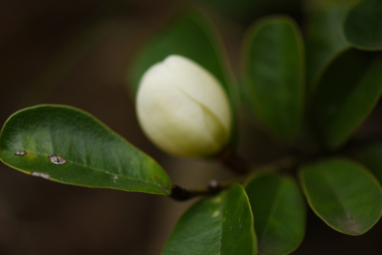 野山茶花