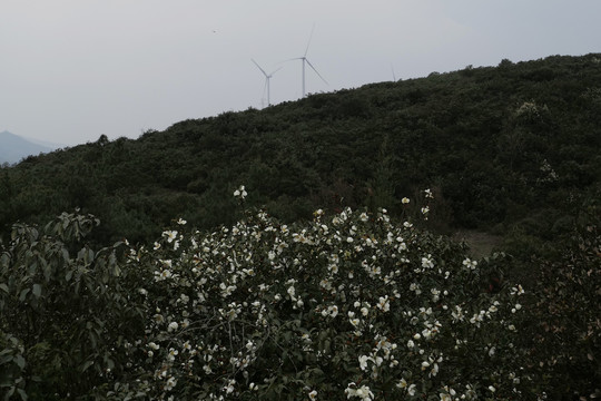 野山茶花