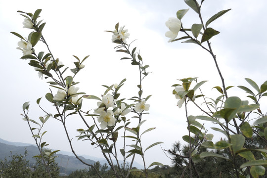 野山茶花
