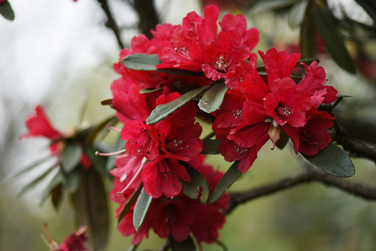 杜鹃花