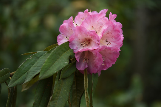 杜鹃花