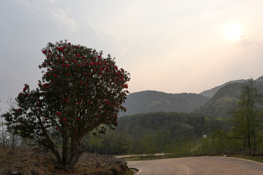 杜鹃花