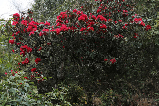 杜鹃花