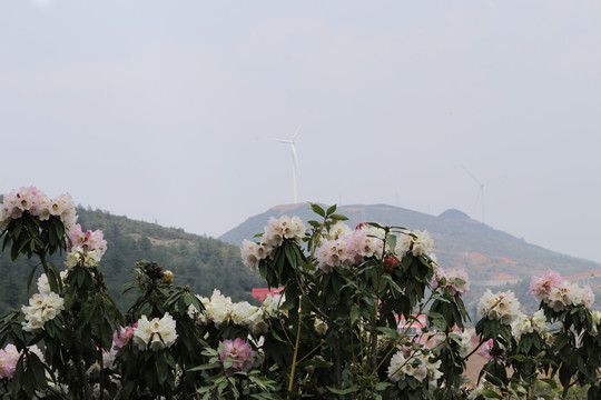 杜鹃花