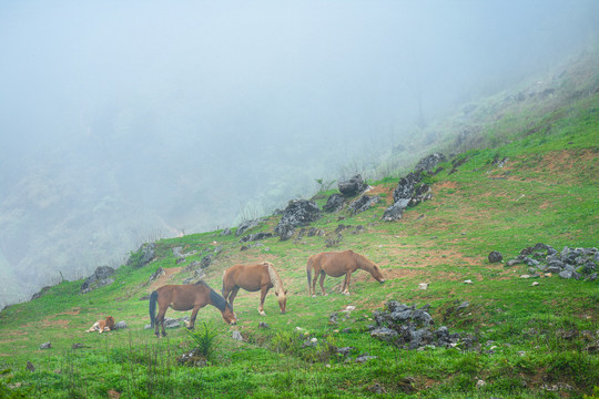 菌子山风光